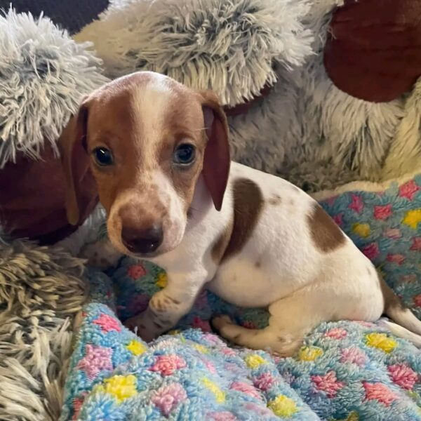 Rosie