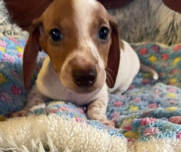 Rosie