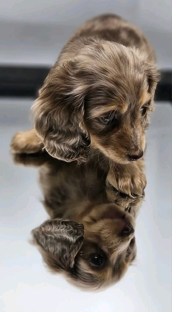 Lola