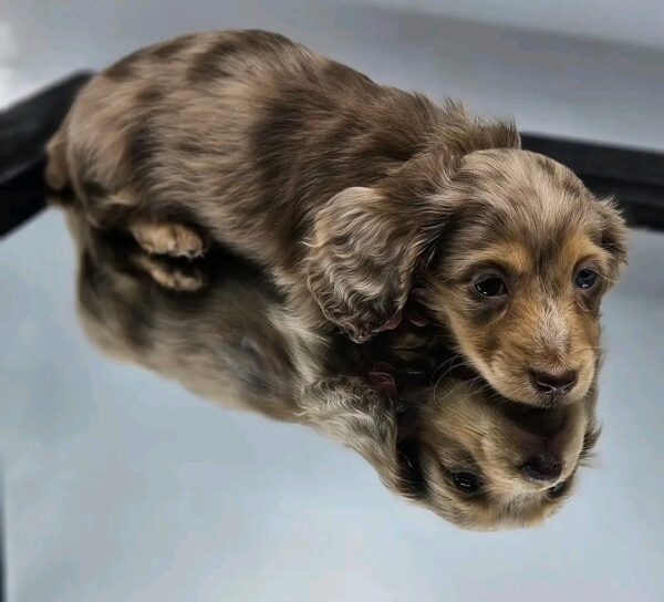Lola