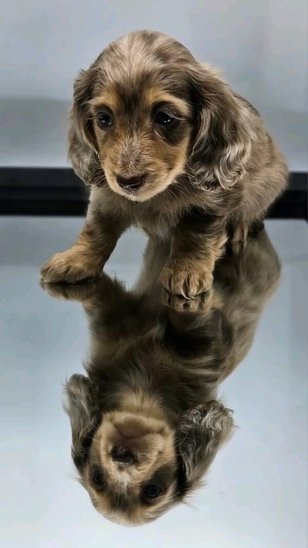 Lola