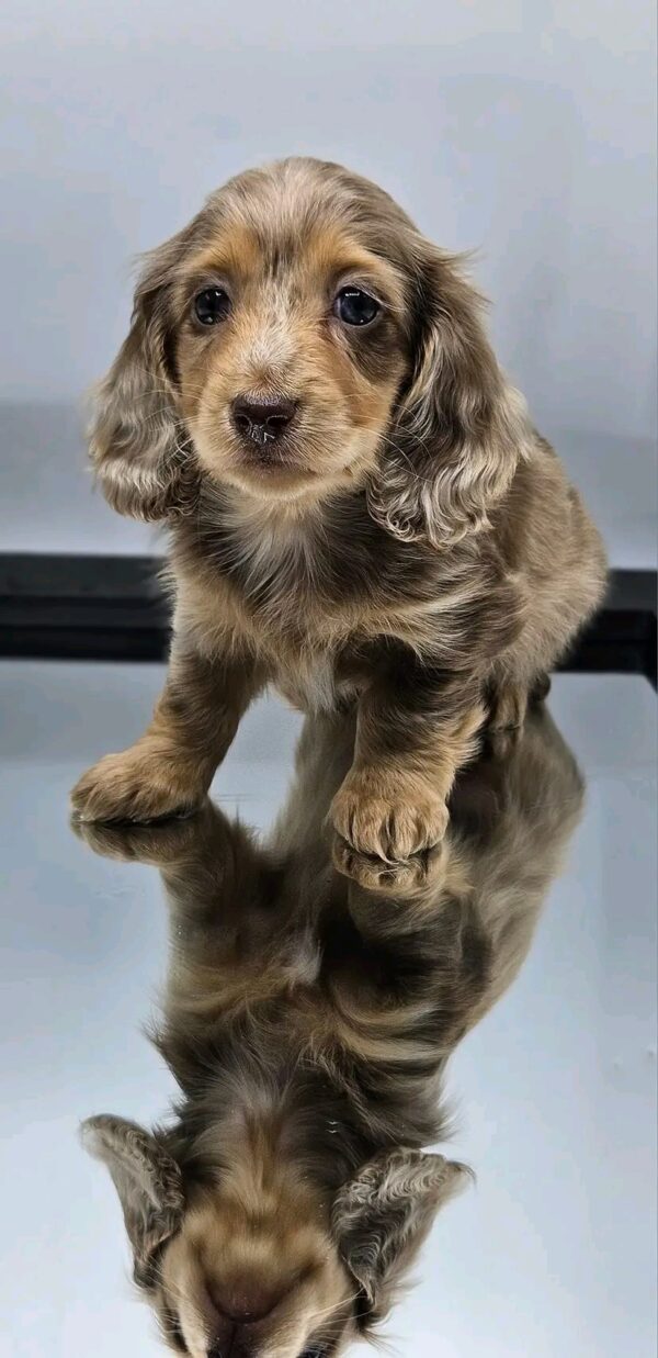 Lola