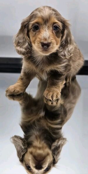 Lola