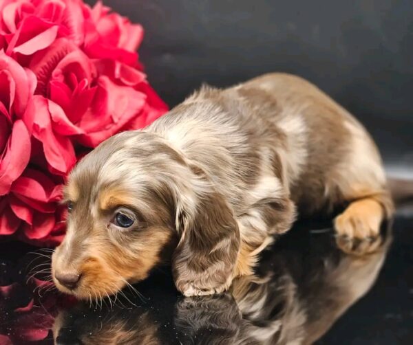 Max