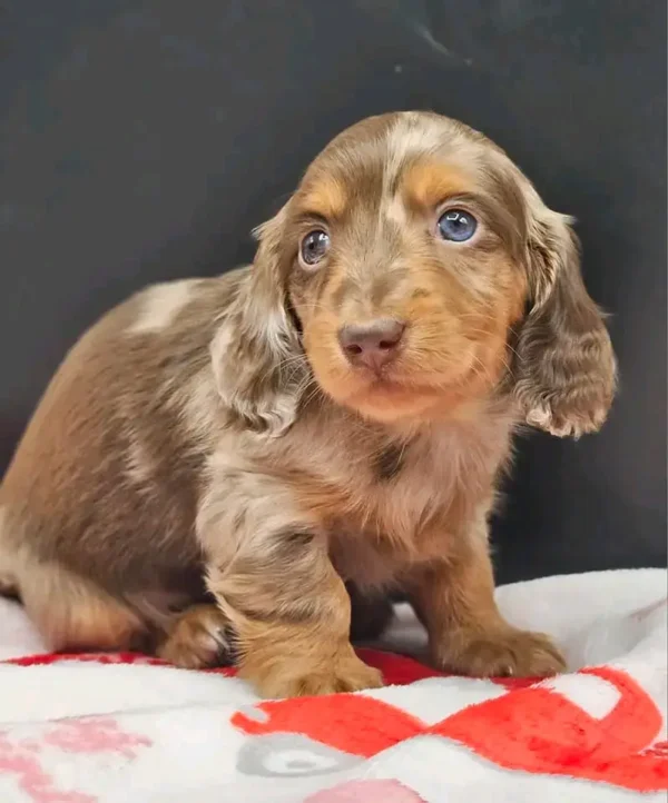 Max