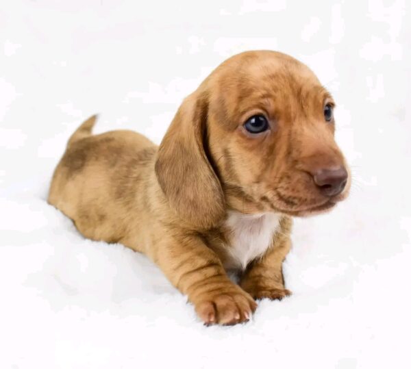 Oliver