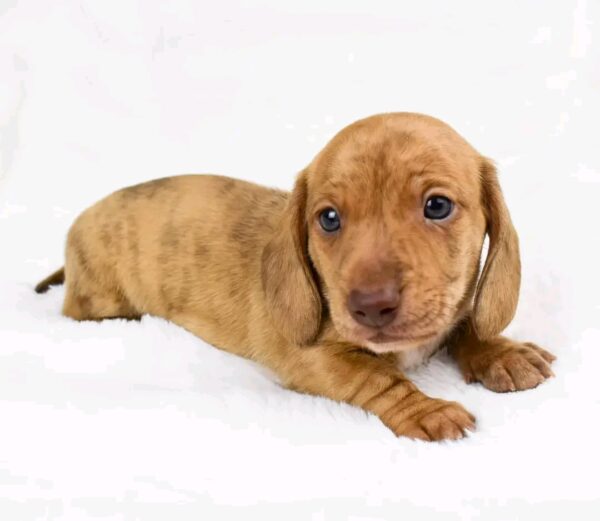 Oliver