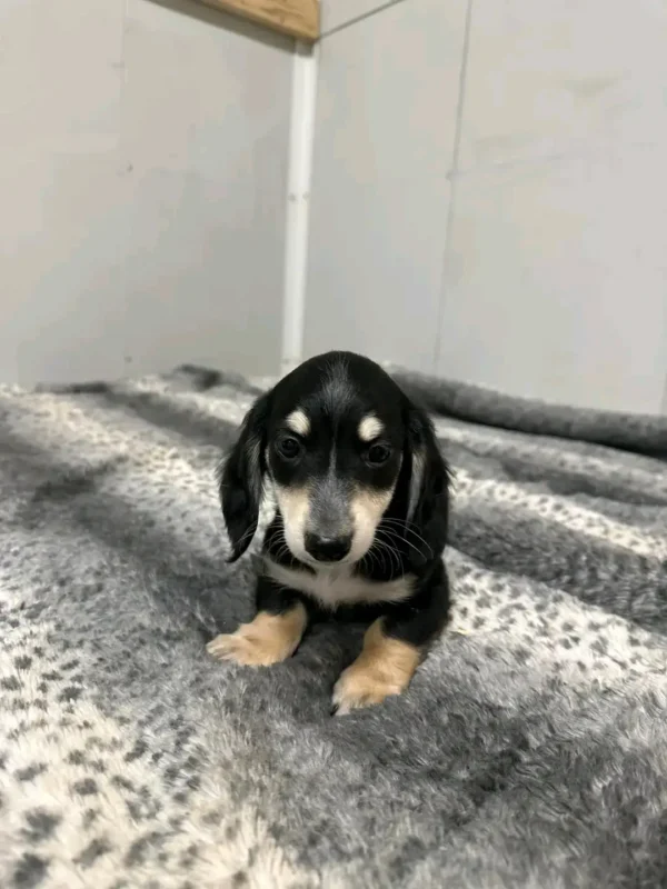 Oscar