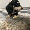Oscar