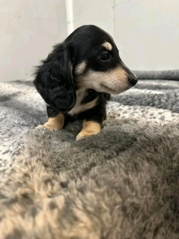 Oscar