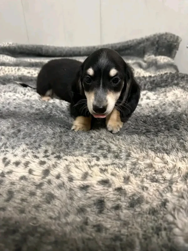 Oscar