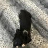 Oscar