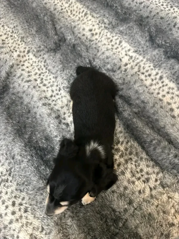 Oscar