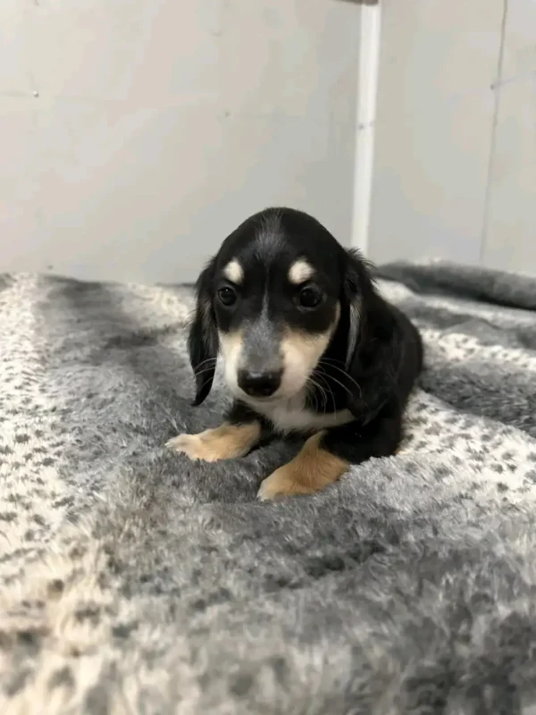 Oscar