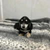 Oscar