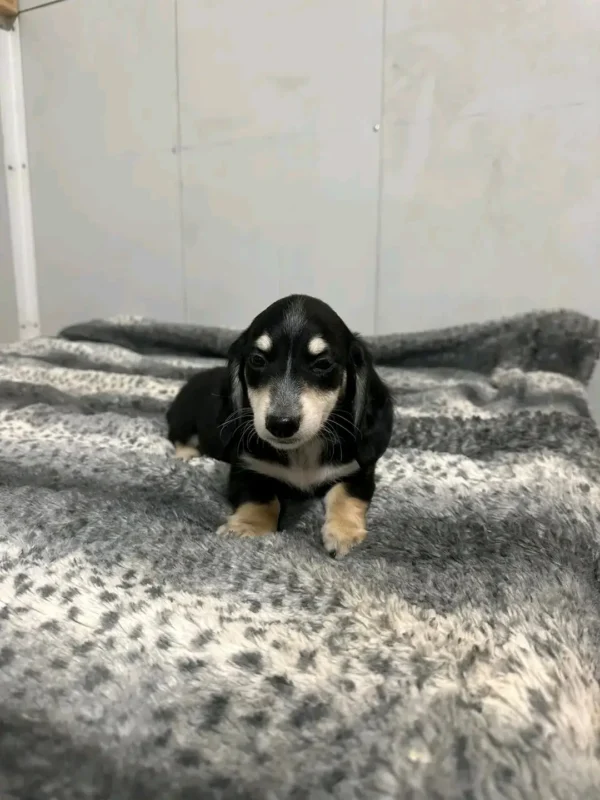 Oscar