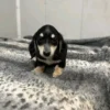 Oscar