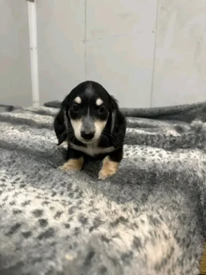 Oscar