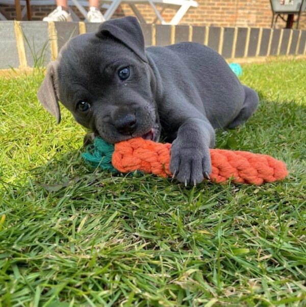 Oliver