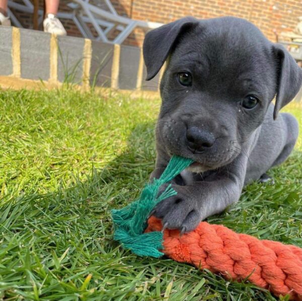 Oliver