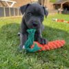 Oliver