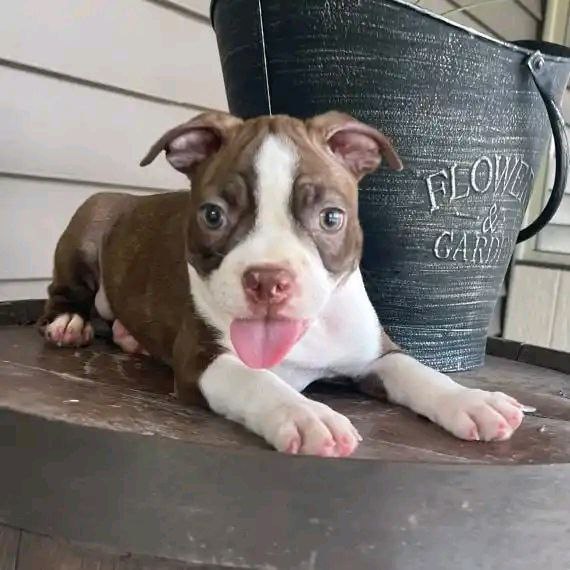 5780534872836790506.jpg Luna