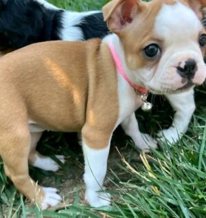 Bella