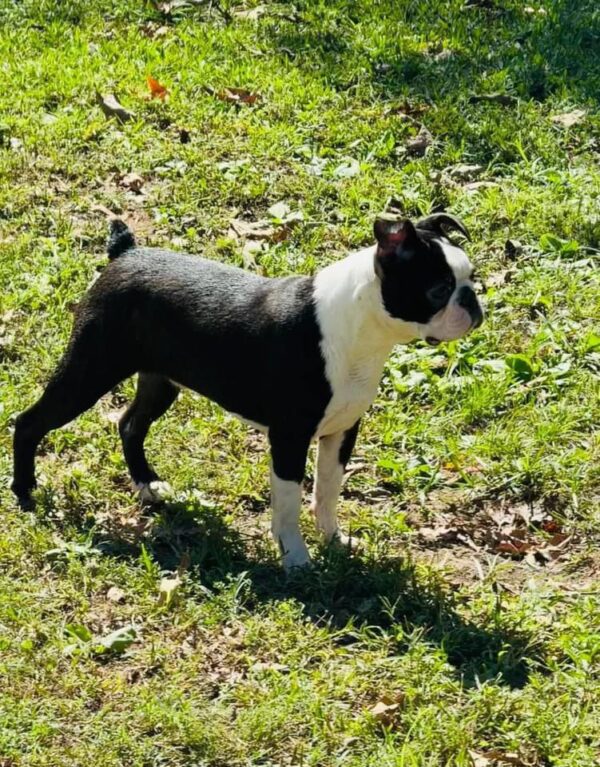 Max