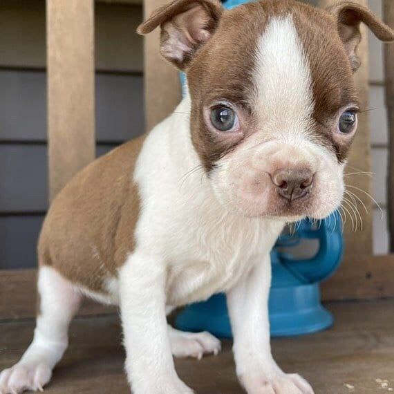 Jack