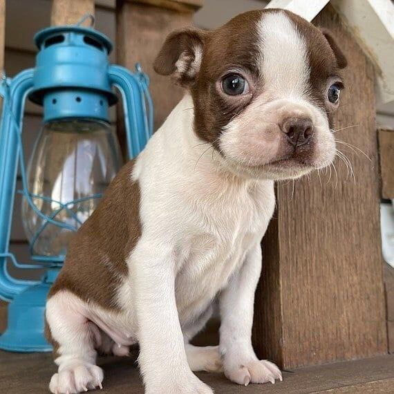 Jack