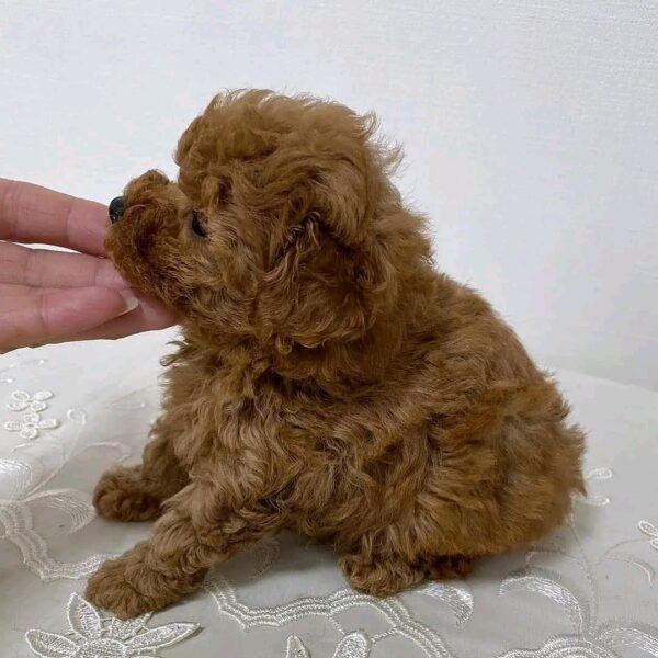 Max
