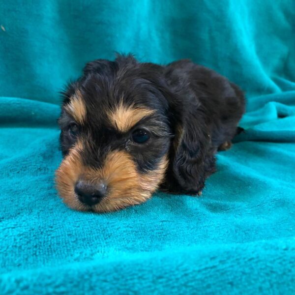 Baily