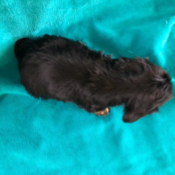 Baily