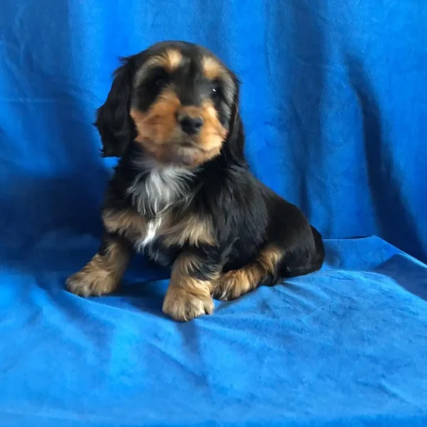 Banjo