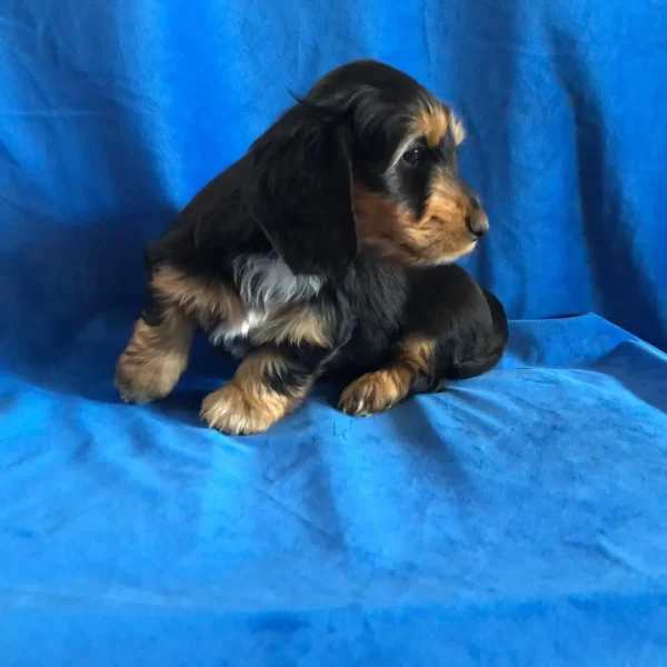 Banjo