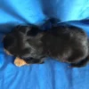 Banjo