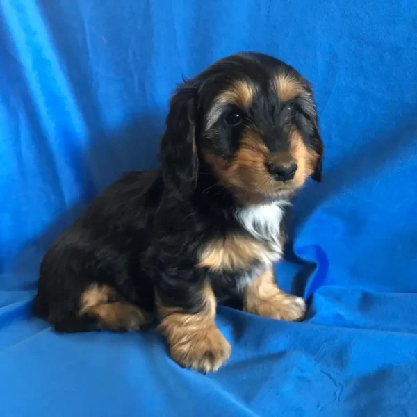 Banjo