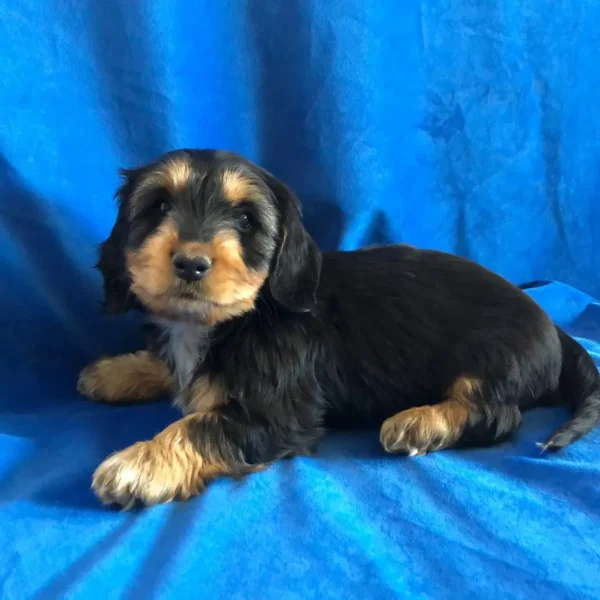 Banjo