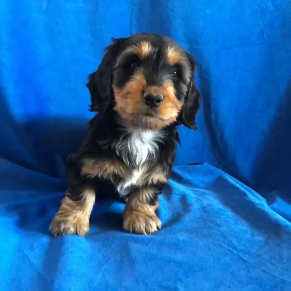 Banjo