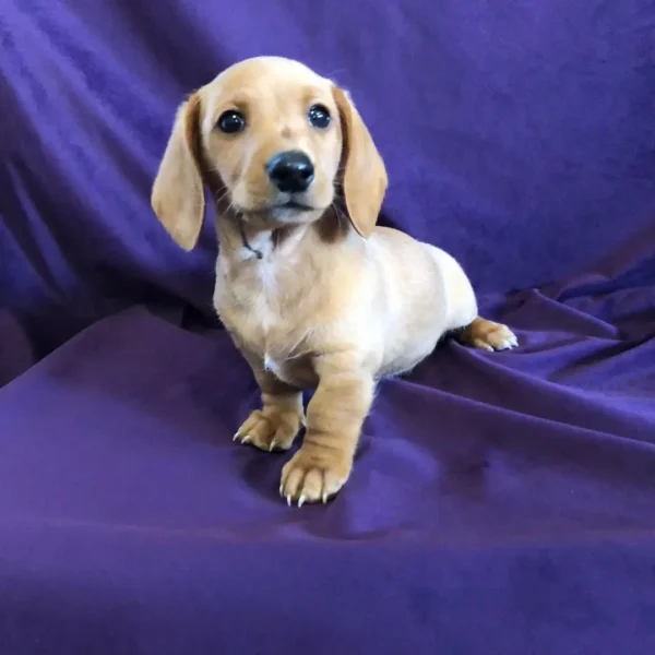 Bella