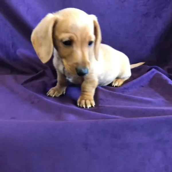 Bella