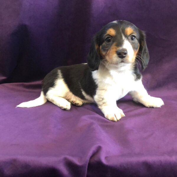 Cooper