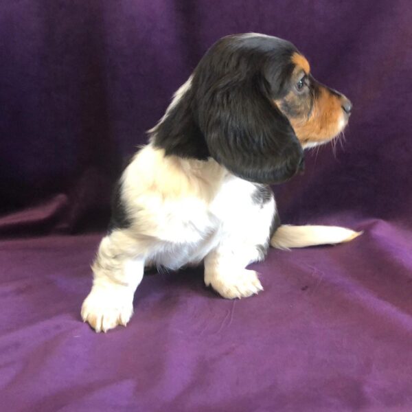Cooper