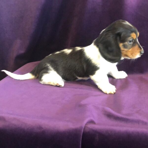 Cooper