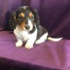 Cooper