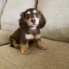 Toby