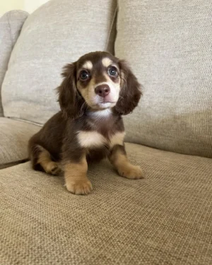 Toby