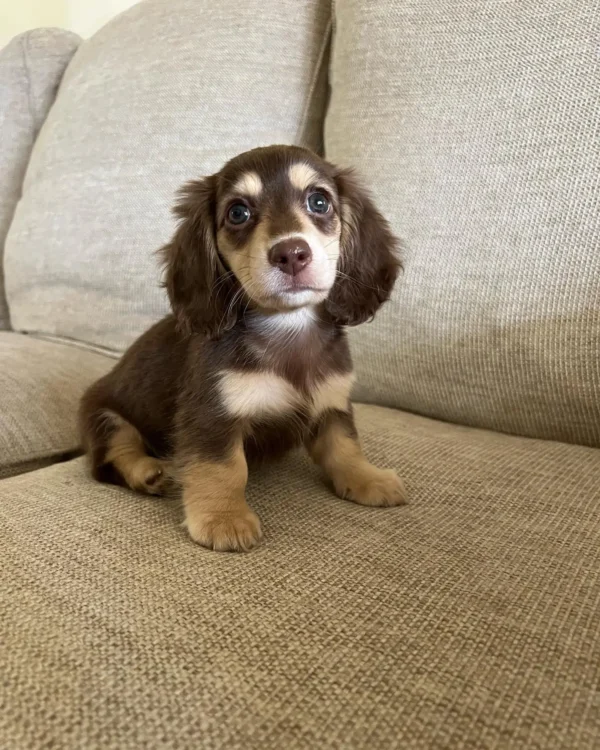 Toby