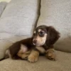 Toby