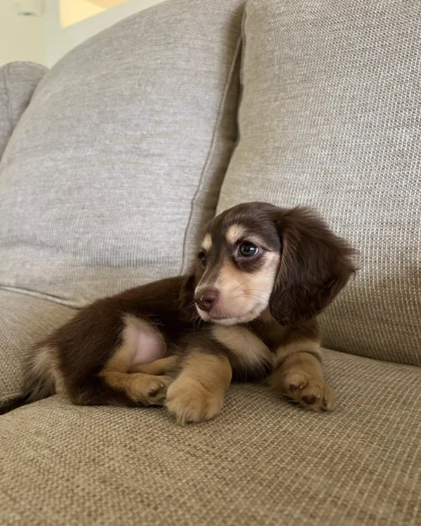 Toby